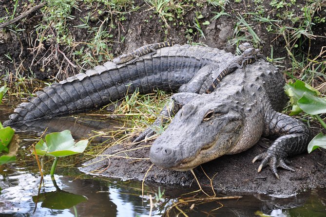 Miami Everglades Experience Airboat Ride, Wildlife Show, and Bus Transfer - Overall Experience