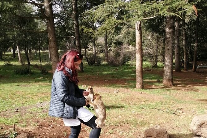 Middle Atlas Mountains, Cedar Forest and Azrou Day Trip From Fez - Tour Feedback and Suggestions for Improvement