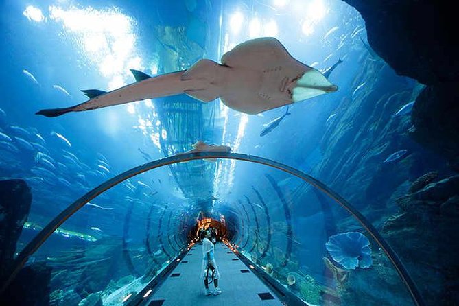 Modern Dubai With Burj Khalifa and Dubai Aquarium Visit - Reasons to Choose This Tour