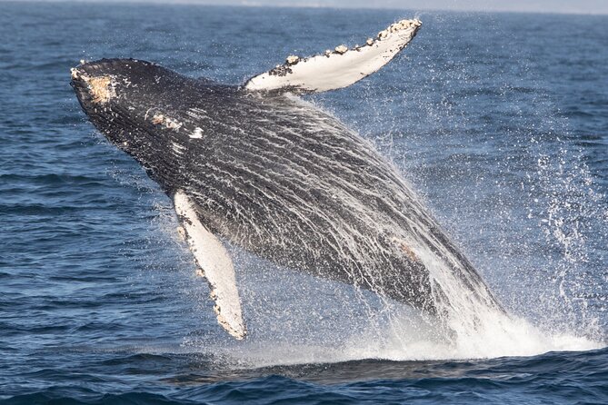 Monterey Whale Watching Tour - Parking Instructions