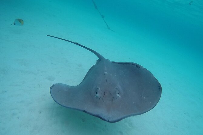 Moorea Lagoon Tour With Lunch - Cancellation Policy and Weather Contingencies