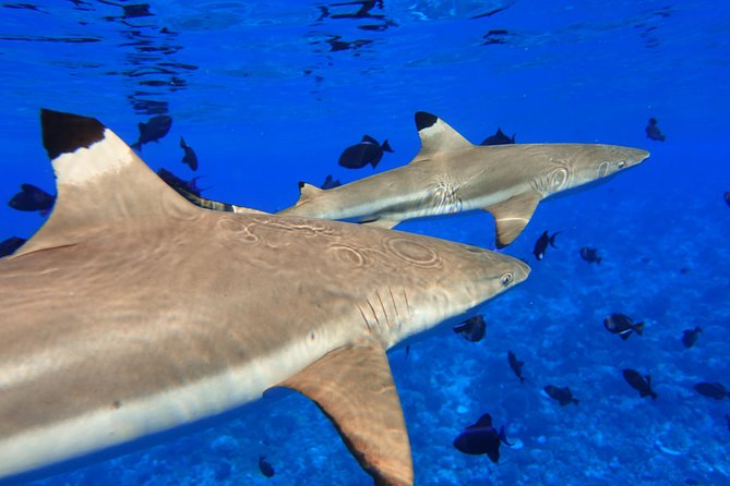 Moorea Private Boat Tour / Sea Scooter Snorkeling Tour - Good To Know