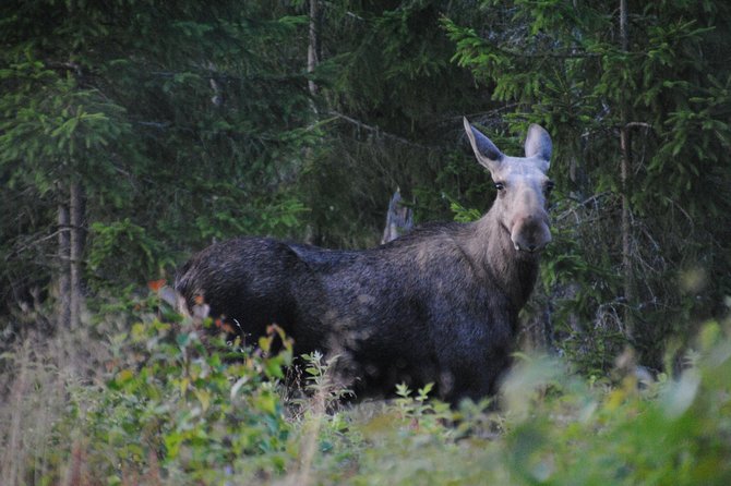 Moose Safari in the Wild Sweden Tiveden - Tiveden National Park Highlights