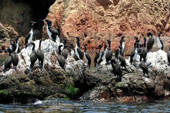 Morning: Ballestas Island Tour From Paracas With Entrances - Ticket Information