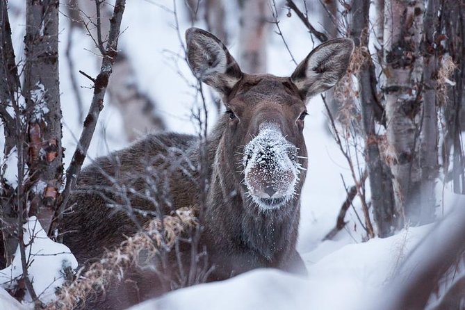 Morning Hike in Abisko National Park - Well-Trodden Trails for Easy Hiking