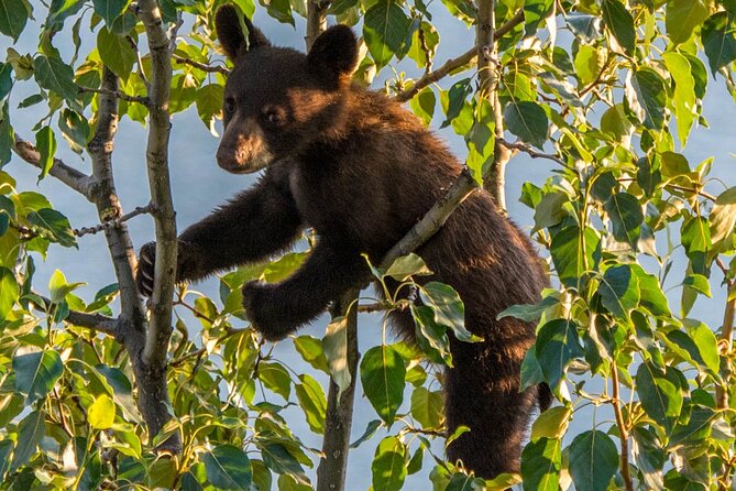 Morning Jasper National Park Wildlife Tour - Pickup and Meeting Details