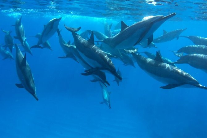 Morning Reef Snorkel - Inclusions and Services