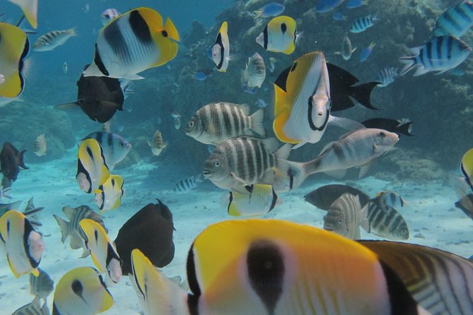 Morning Snorkeling Shared Boat Tour in Bora Bora - Meeting and Pickup Details