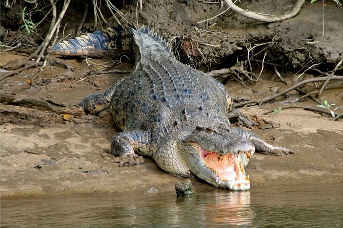 Mossman Gorge Daintree Rainforest Daintree River Crocodile Cruise - Mossman Gorge Daintree Rainforest Reviews