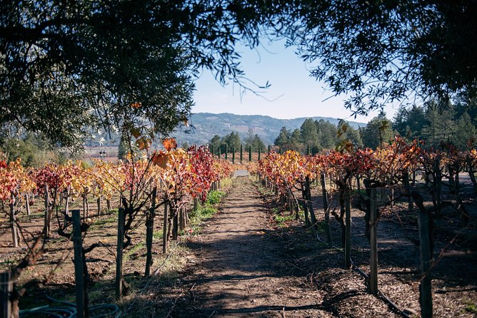 Napa and Sonoma Combo Wine Tour Including Castello Di Amorosa Winery - Traveler Photos and Reviews