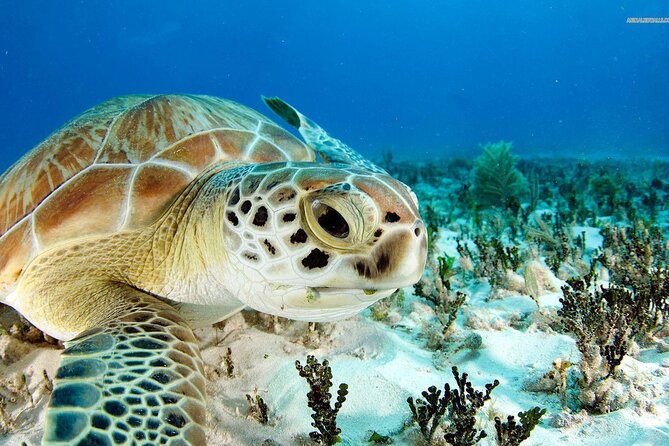 Nassau Small-Group Half-Day Boat and Snorkel Tour  - New Providence Island - Meeting and Pickup Information