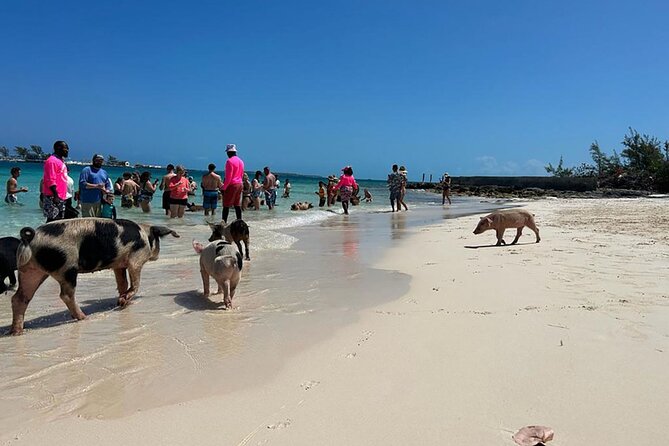 Nassau: Swimming Pigs, Turtles, Snorkeling -All Day- With Lunch - Cancellation Policy and Weather Conditions