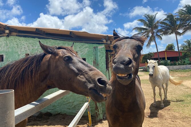 Natural Pool Horseback Riding Tour in Aruba - Important Information