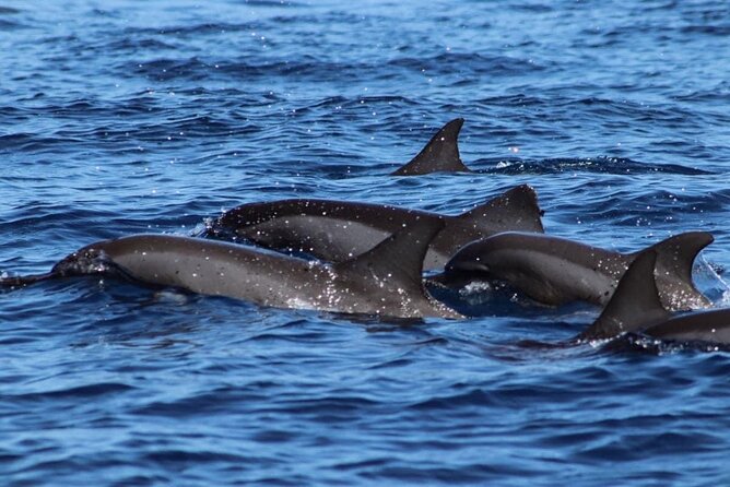 Nautical Excursion to Punaauia on the Island of Tahiti - Admission and Traveler Information