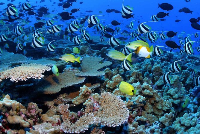 Negril Glass Bottom Boat Tour Snorkeling and Booby Cay - Additional Information