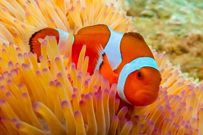 Nemo Island Experience With Drone Photos and Lunch - Drone Photos of Nemo Island