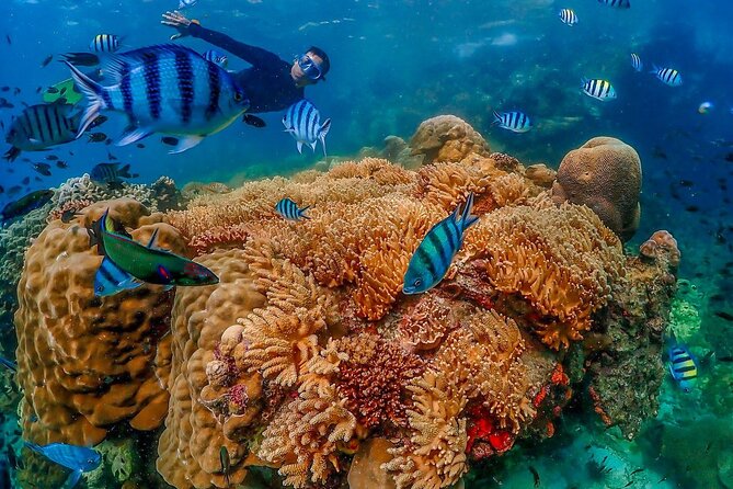 Nemo Island Full Day Tour by Speedboat With Snorkeling Experience - Snorkeling Experience