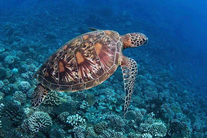 New Best of Tahiti - Good To Know