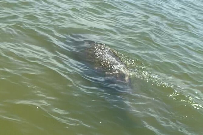 New Smyrna Dolphin and Manatee Adventure Tour - Cancellation Policy
