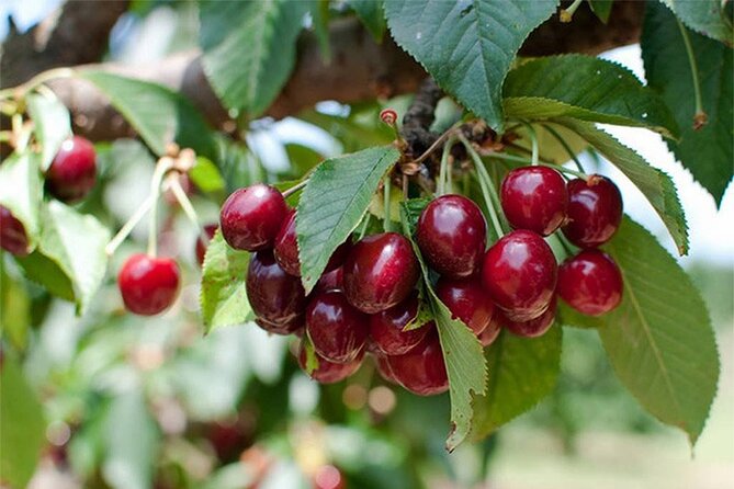 New South Wales Cherry Picking Tour - Best Cherry Picking Farms in the Region