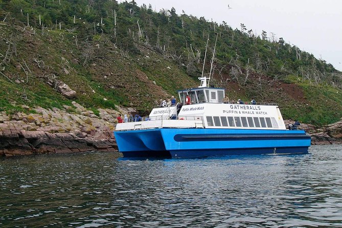 Newfoundland Puffin and Whale Watch Cruise - Whales