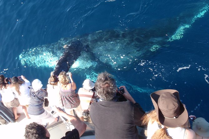 Newport Beach Whale and Dolphin Watching Cruise - Whats Included