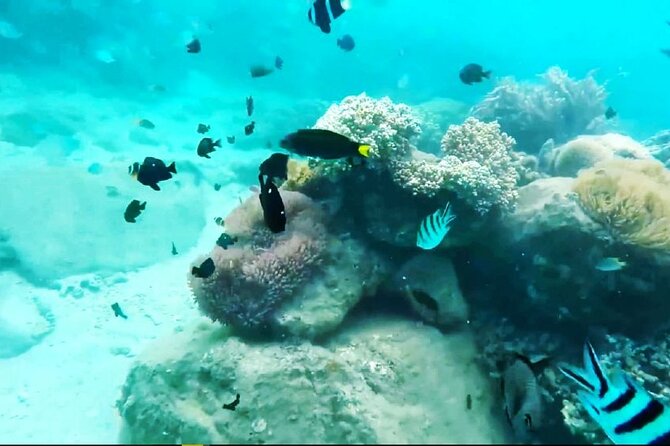 Nha Trang: Hon Tam and Mot Island Scuba Diving - Dive Sites in Nha Trang: Top Picks