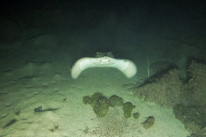 Night Snorkeling in Flamingo Beach Las Palmas - Use of Snorkeling Equipment
