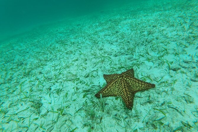 North Coast Seabob Reef Tour - Customer Satisfaction