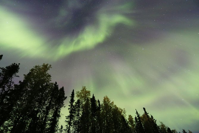 Northern Lights Viewing Including Dinner and 1-Hour Dog Sledding - Experience Highlights