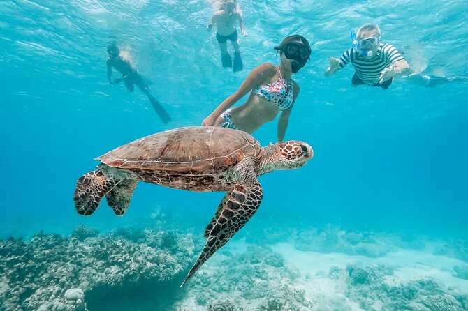 Oahu: 3 Hour Dolphin Swim and Snorkeling Speedboat Tour - Important Information About Fitness and Health Requirements