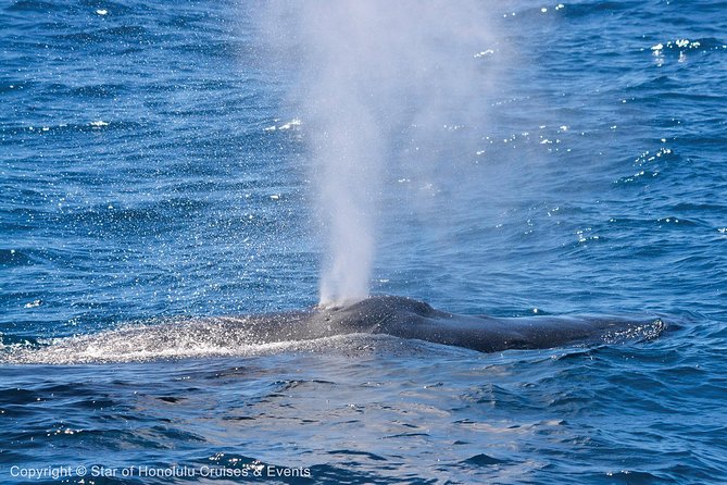 Oahu Whale-Watching Cruise With Breakfast or Lunch Option - Inclusions and Accessibility