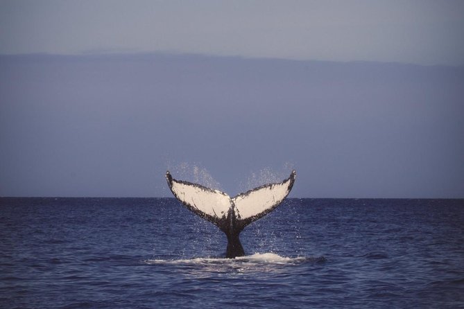 Oahu Whale-Watching Excursion - Excursion Overview