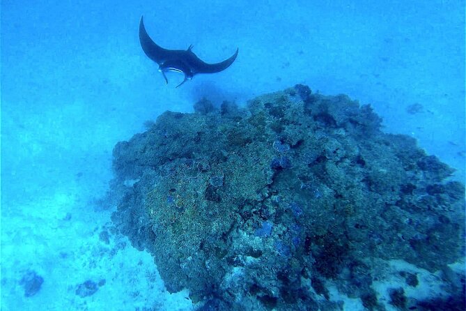 Observation of Marine Flora and Fauna in Bora Bora - Best Spots for Observing Marine Life in Bora Bora