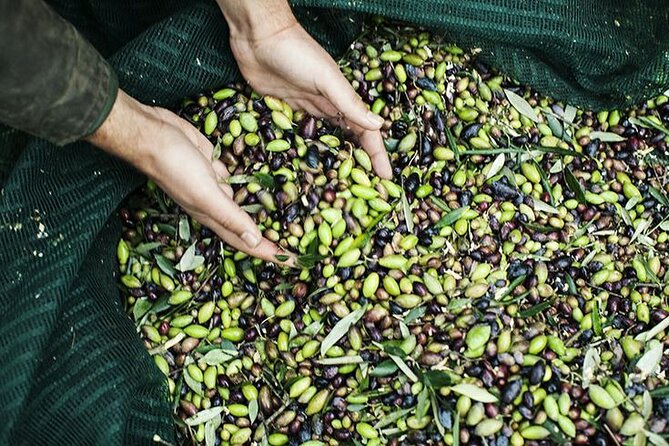 Olive Tour & Tasting - Whats Included