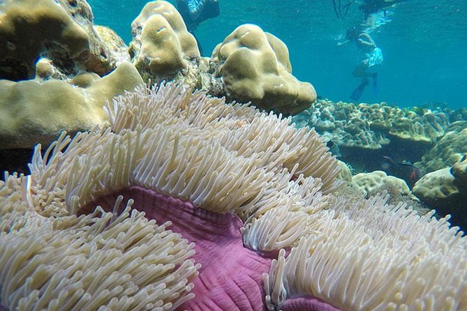 One Day Tour to Koh Rok & Koh Haa by Tin Adventure Sea Tour From Koh Lanta - Reviews