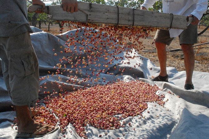 Organic Pistachio Orchard Tour (With Snacks!) - Tour Details