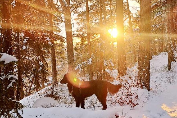 Oslo: Scenic Hike and Norwegian Waffle Witch Local & Puppy - Exploring Local Gems in Oslo