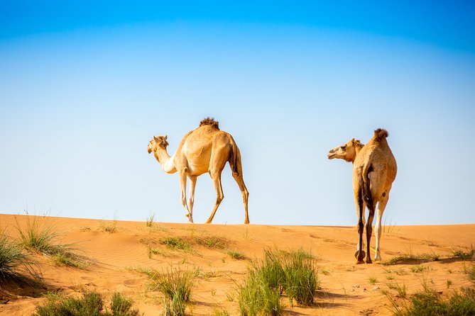 Overnight Camping in Bedouin Oasis - Ras Al Khaimah - Pricing and Payment