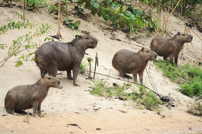 Pacaya-Samiria National Reserve Private 3-Night From Iquitos - Day 2: Explore Pacaya Samiria National Reserve