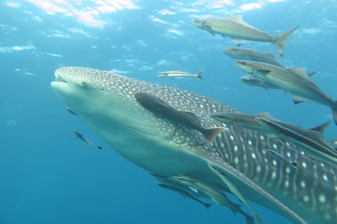 PADI Advanced Open Water Diver Course Two Days One Night Included Accommodation - Reviews and Ratings