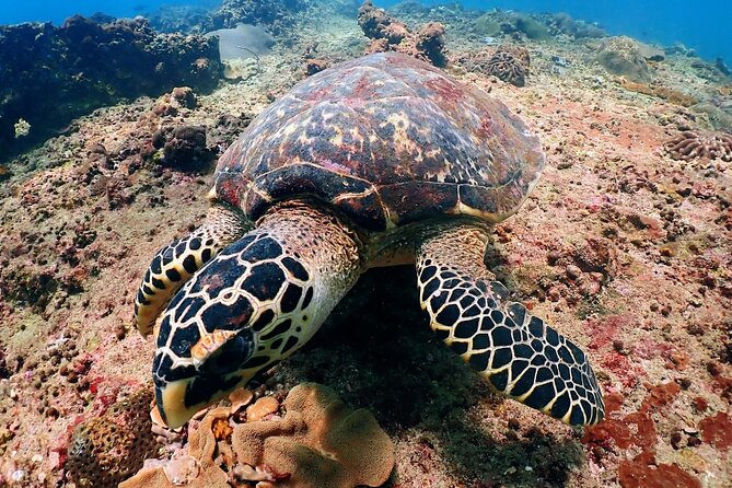 PADI Discover Scuba Diving for Beginners (Non Certified Divers) - Benefits of Discover Scuba Diving
