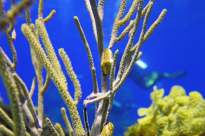 PADI Discover Scuba Diving Program in the Riviera Maya - What You Need to Know
