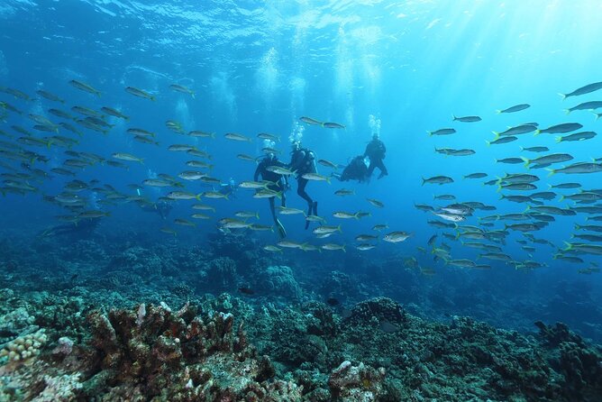 Padi Open Water Diver - Steps to Become a Certified Open Water Diver
