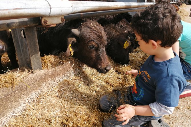 Paestum Traditions, Buffaloes, Ceramics, Temples - Significance of Buffaloes