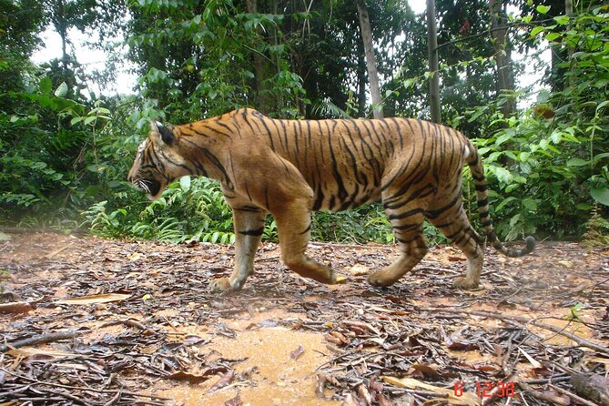 Parsa Wildlife Reserve Tour From Kathmandu - Day 2: Wildlife Activities and Jungle Safari