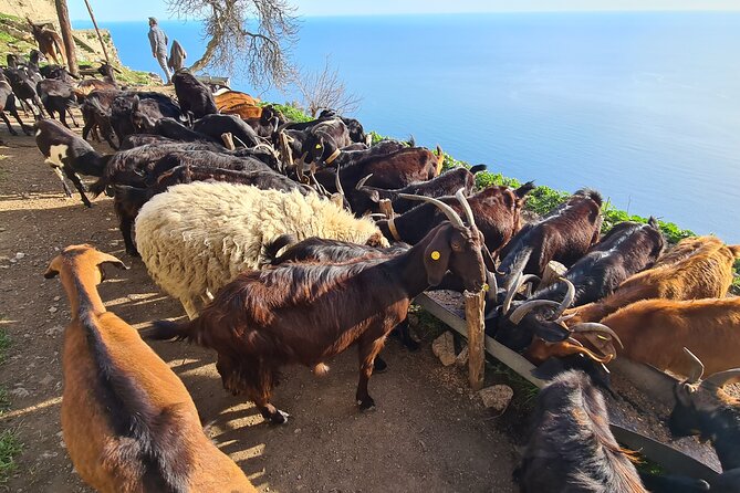 Path of Gods Hike, With Food Experience at Shepherds Hut - Expectations and Additional Information