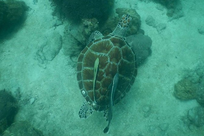 Pattaya PADI Scuba Diving Two Exciting Try Dives With PADI Instructor in Pattaya - What to Expect on the Trip