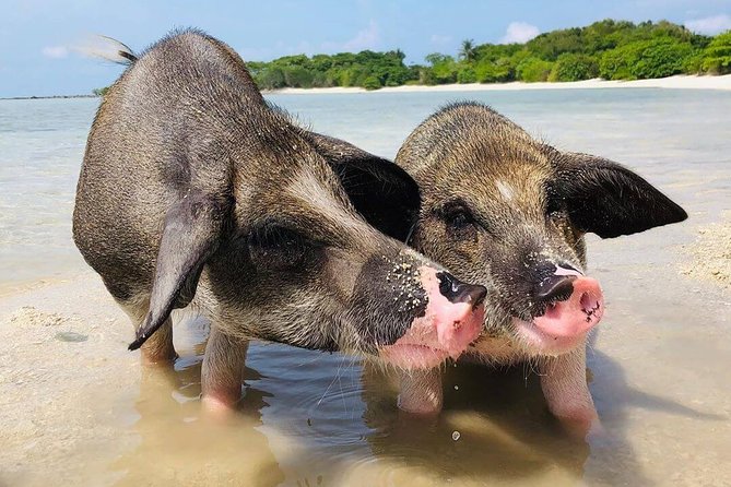 Pig Feeding, Kayaking, Snorkeling Trip at Pig Island By Speedboat From Koh Samui - Pickup and Start Time