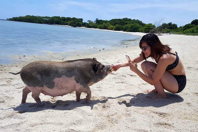 Pigs Island Exclusive Semi VIP - Reviews